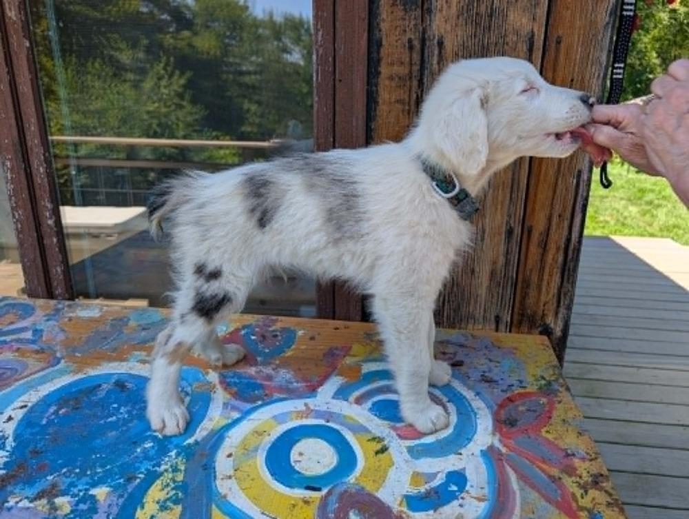 Enlarge Sonar #5264, a Adoptable Australian Shepherd in Perkinsville, VT image 5/5