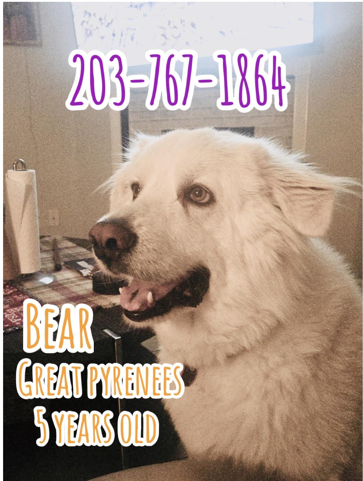 BEAR (calm & lovng  Great pyrenees), ADOPTABLE, Adult Male Great Pyrenees.
