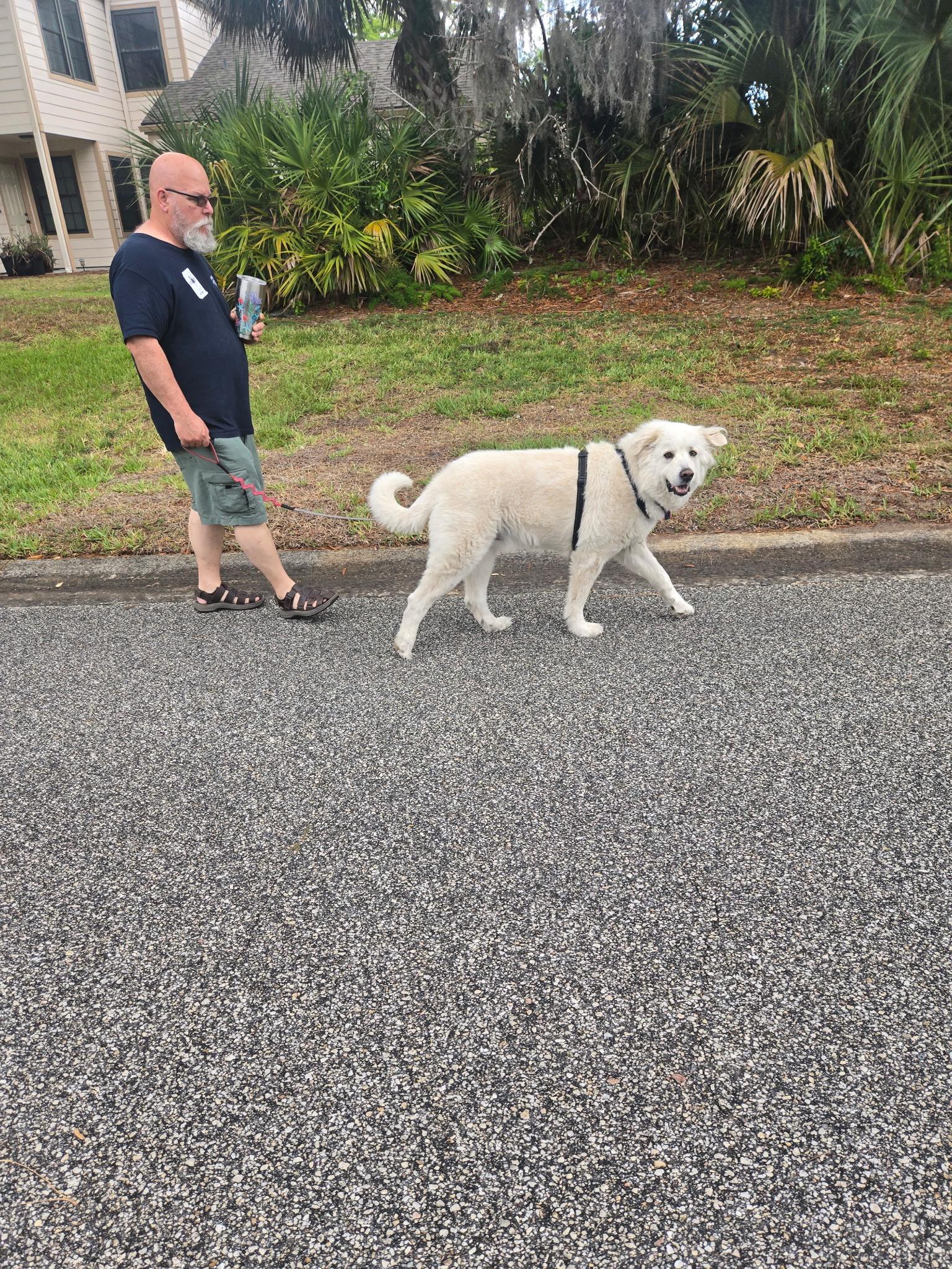 BEAR (calm & lovng Great pyrenees), a ADOPTABLE Great Pyrenees in Port Orange, FL image 3/5