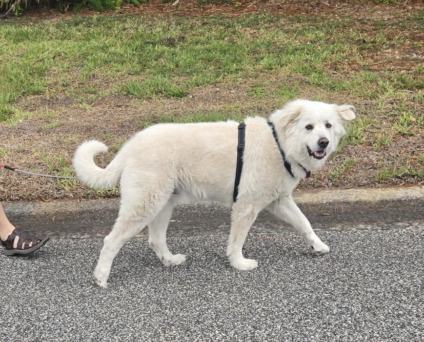 BEAR (calm & lovng Great pyrenees), a ADOPTABLE Great Pyrenees in Port Orange, FL image 2/5