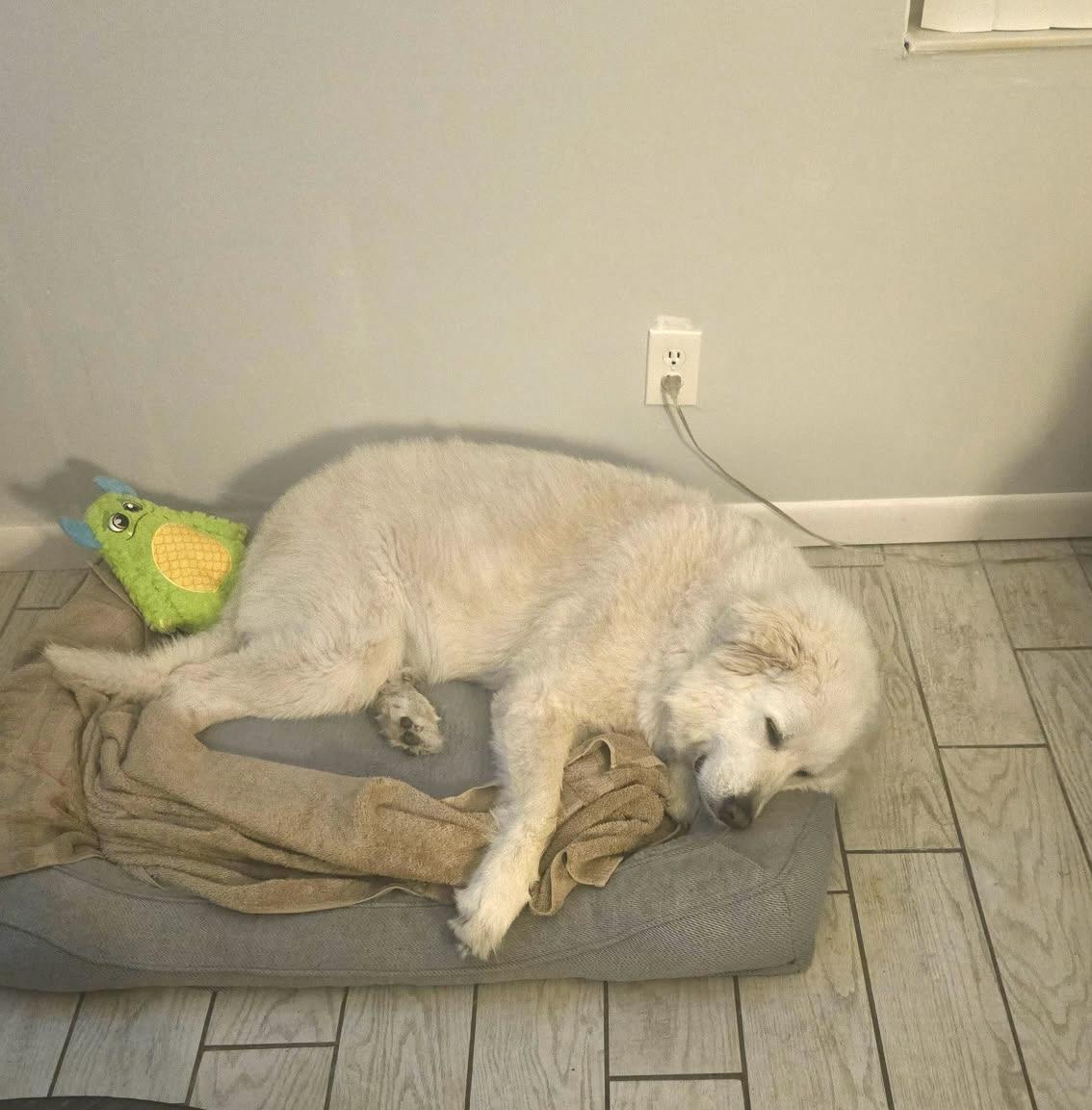 BEAR (calm & lovng Great pyrenees), a ADOPTABLE Great Pyrenees in Port Orange, FL image 5/5