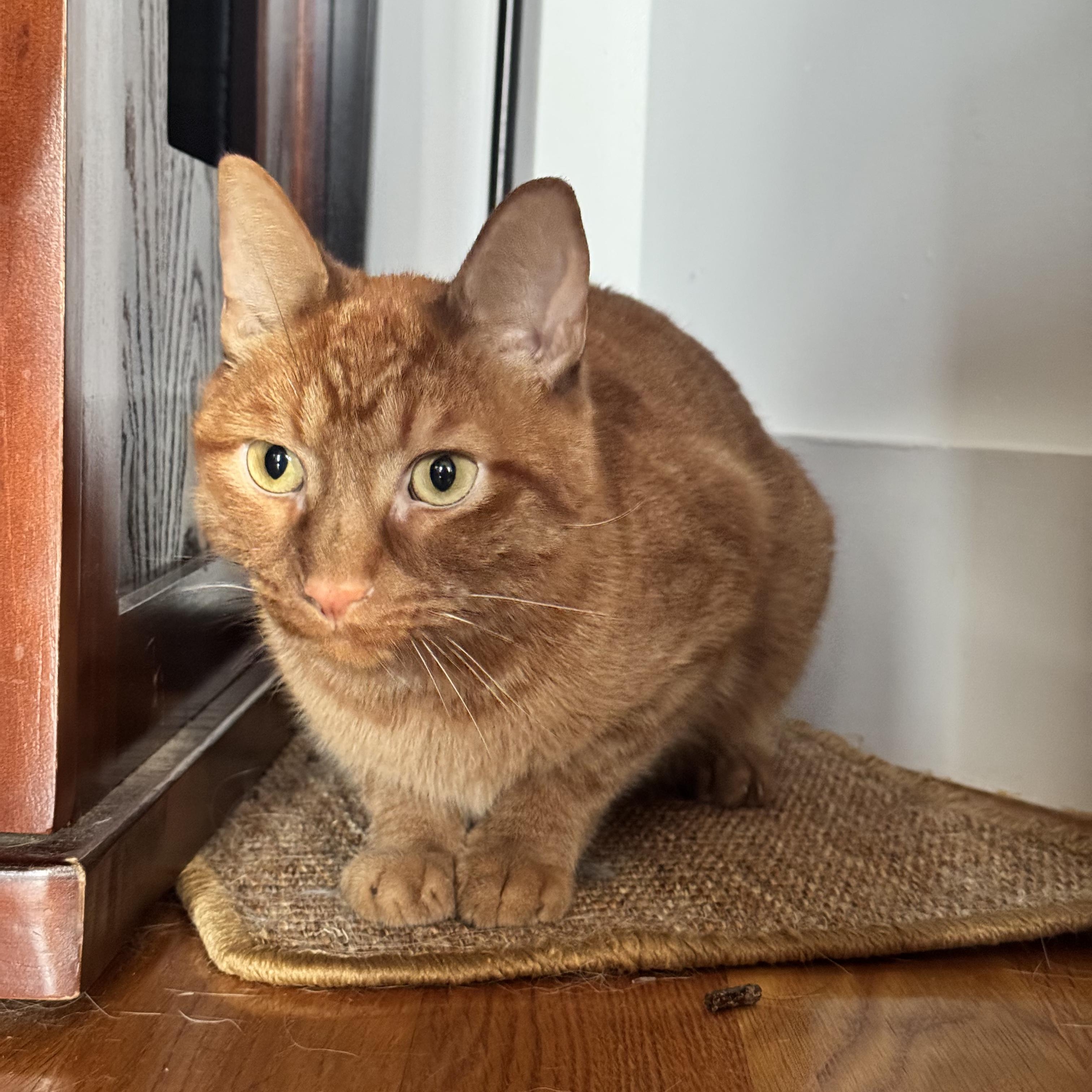 Enlarge Simba , a ADOPTABLE Tabby in Brooklyn, NY image 3/6
