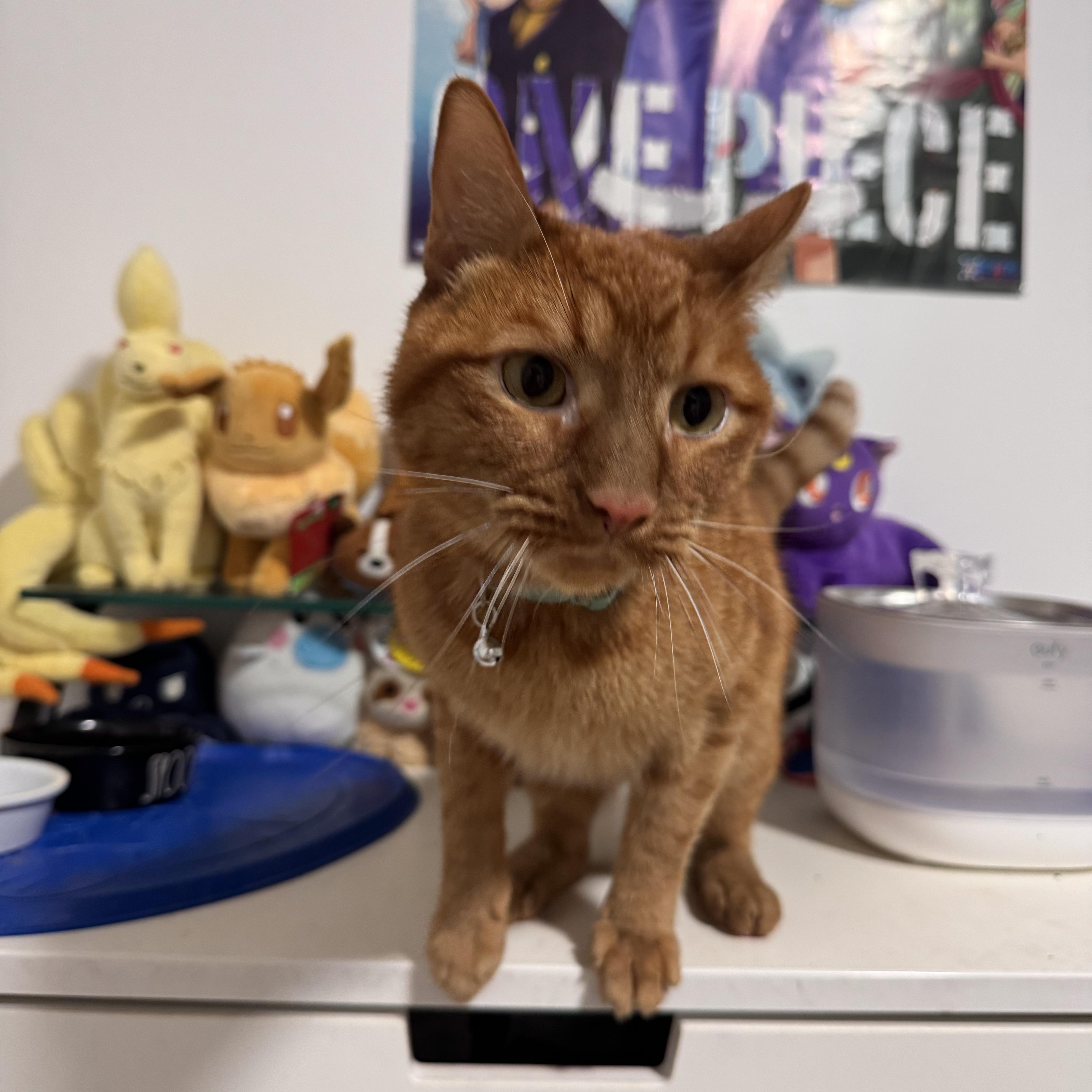 Enlarge Simba , a ADOPTABLE Tabby in Brooklyn, NY image 5/6