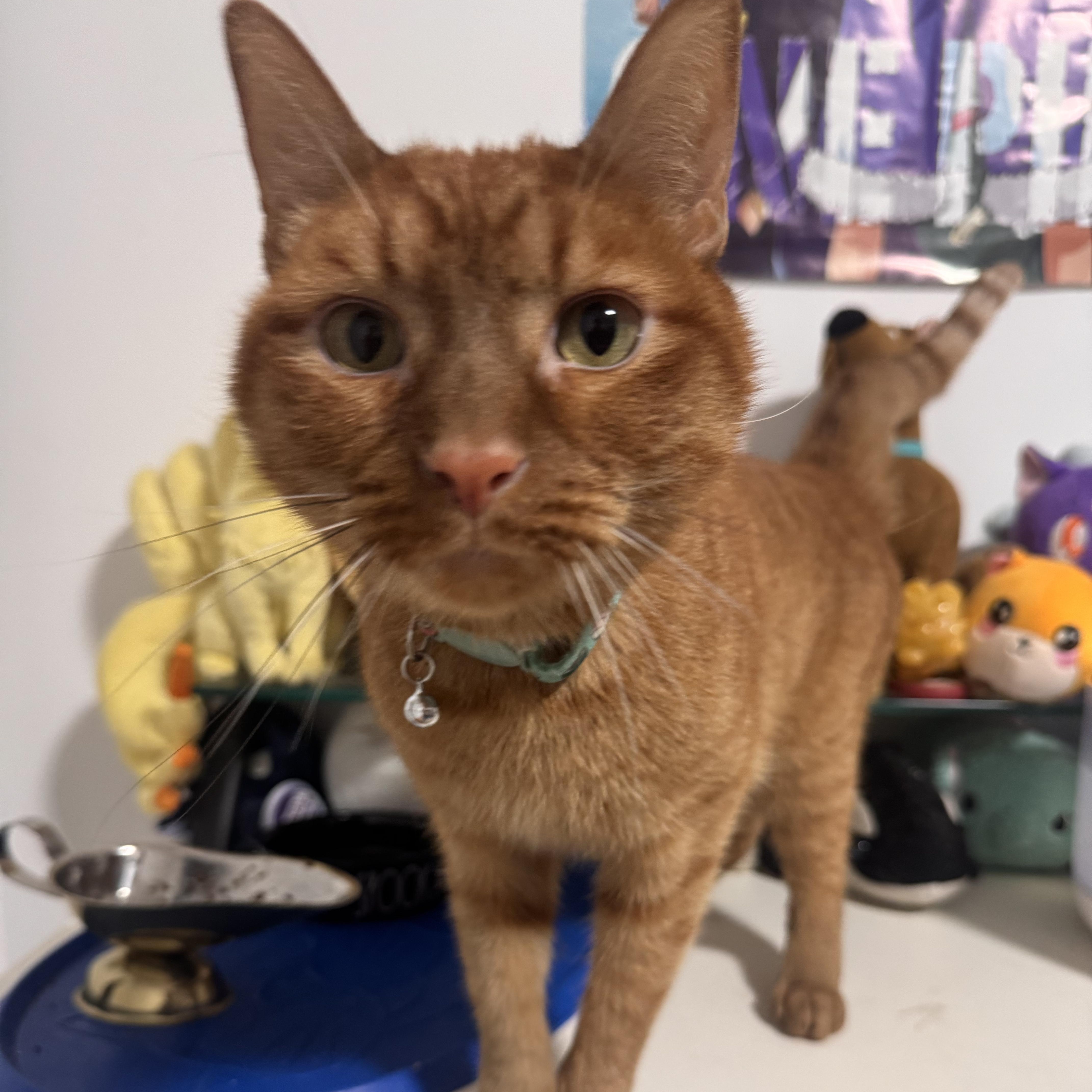 Enlarge Simba , a ADOPTABLE Tabby in Brooklyn, NY image 2/6