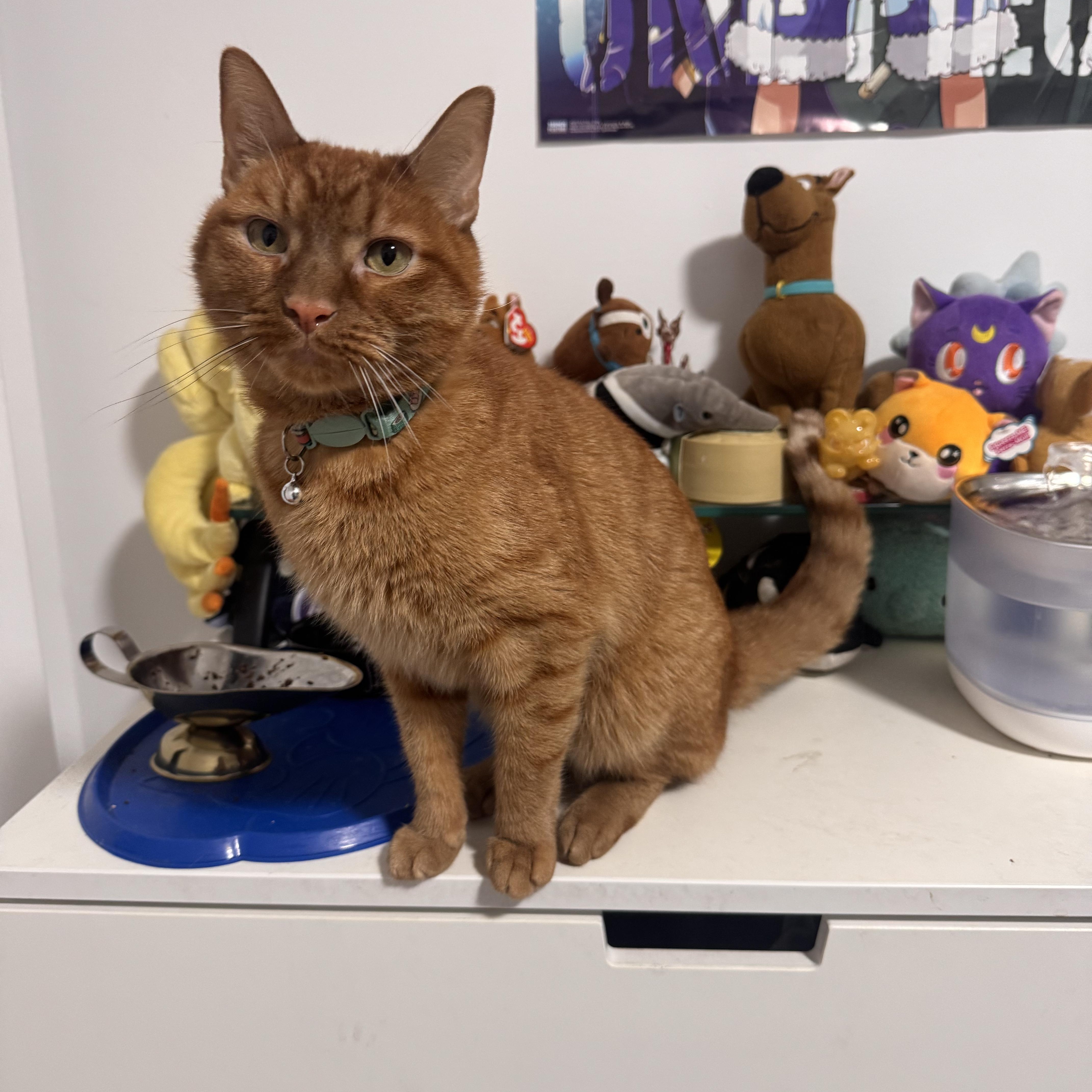 Enlarge Simba , a ADOPTABLE Tabby in Brooklyn, NY image 1/6