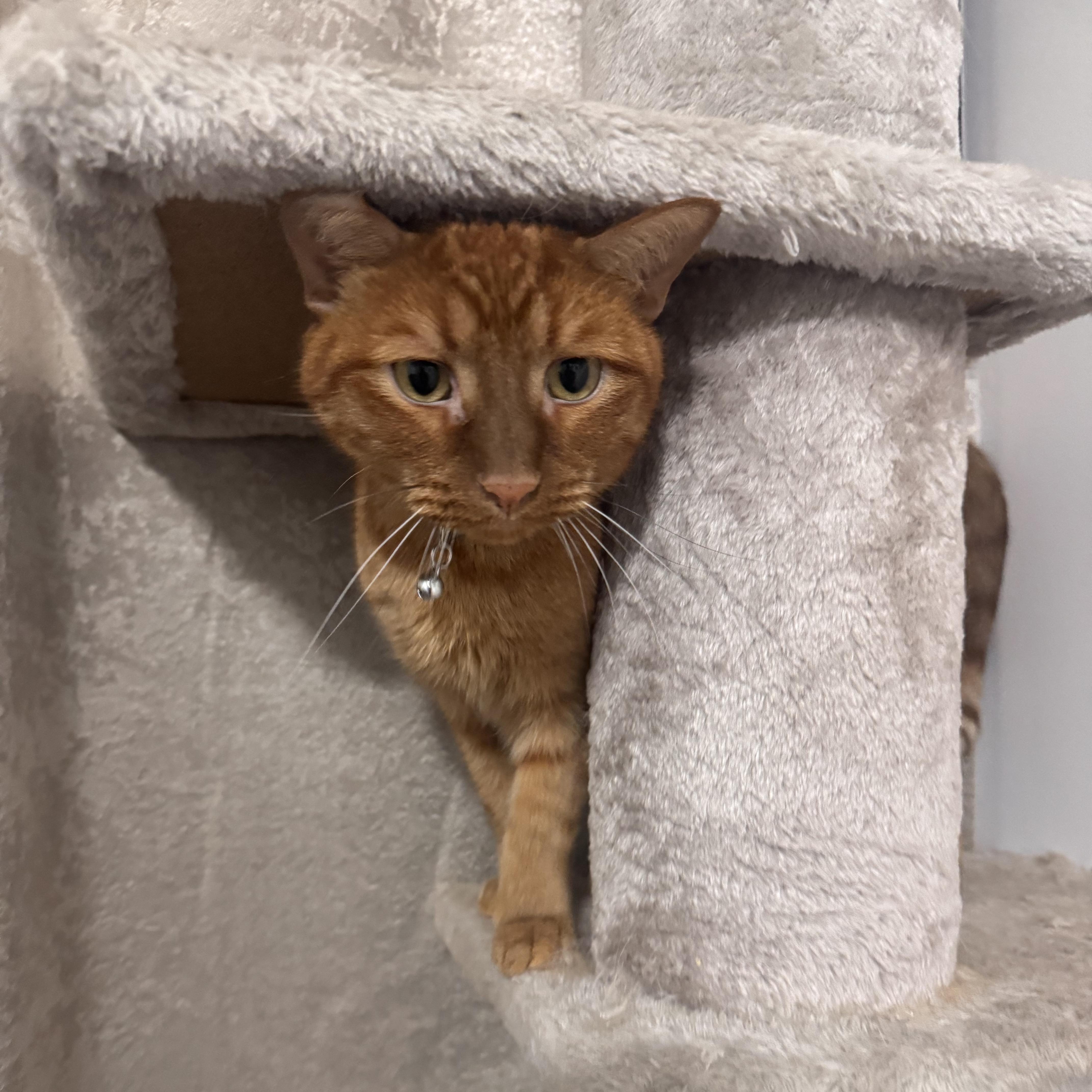 Enlarge Simba , a ADOPTABLE Tabby in Brooklyn, NY image 6/6