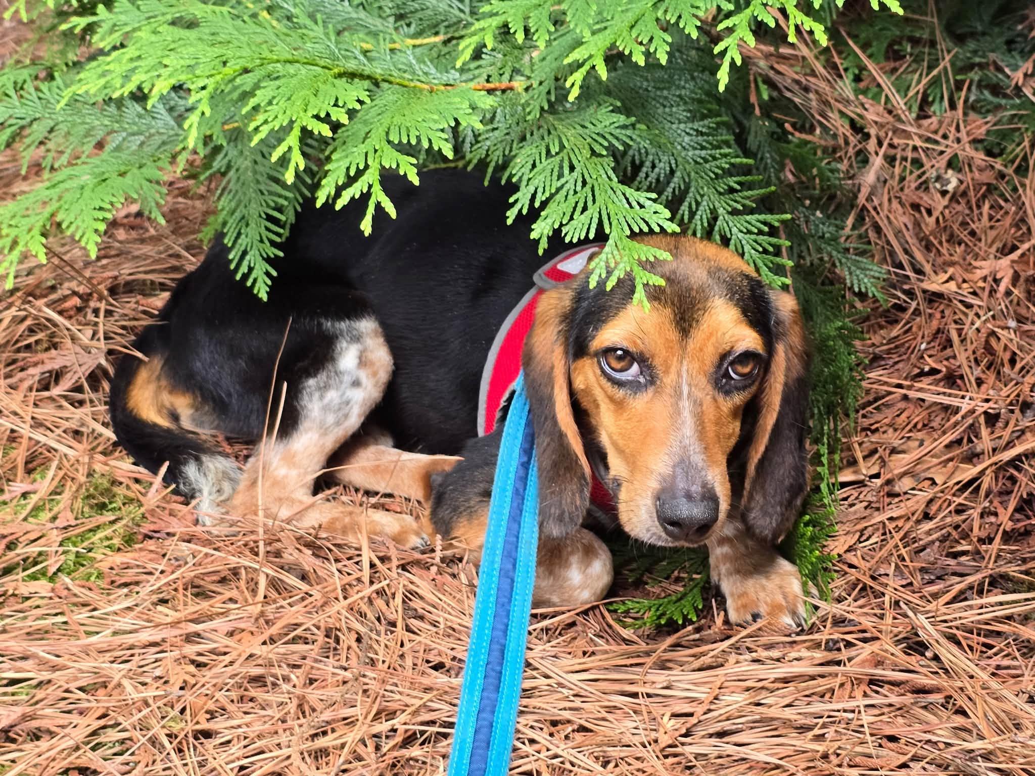 Bagelette, ADOPTABLE, Young Female Beagle.