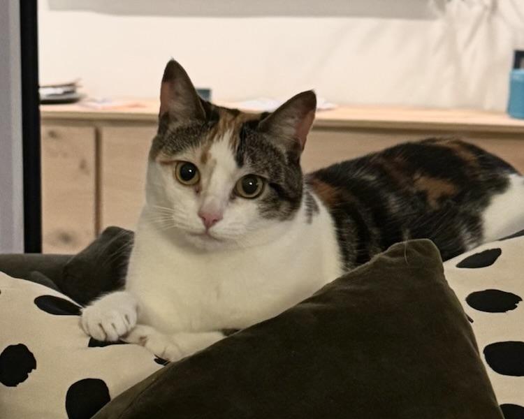 Manuka, a Adopted Domestic Short Hair in San Francisco, CA image 1/6