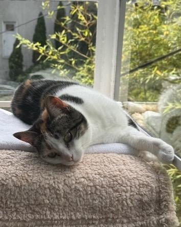 Manuka, a Adopted Domestic Short Hair in San Francisco, CA image 2/6