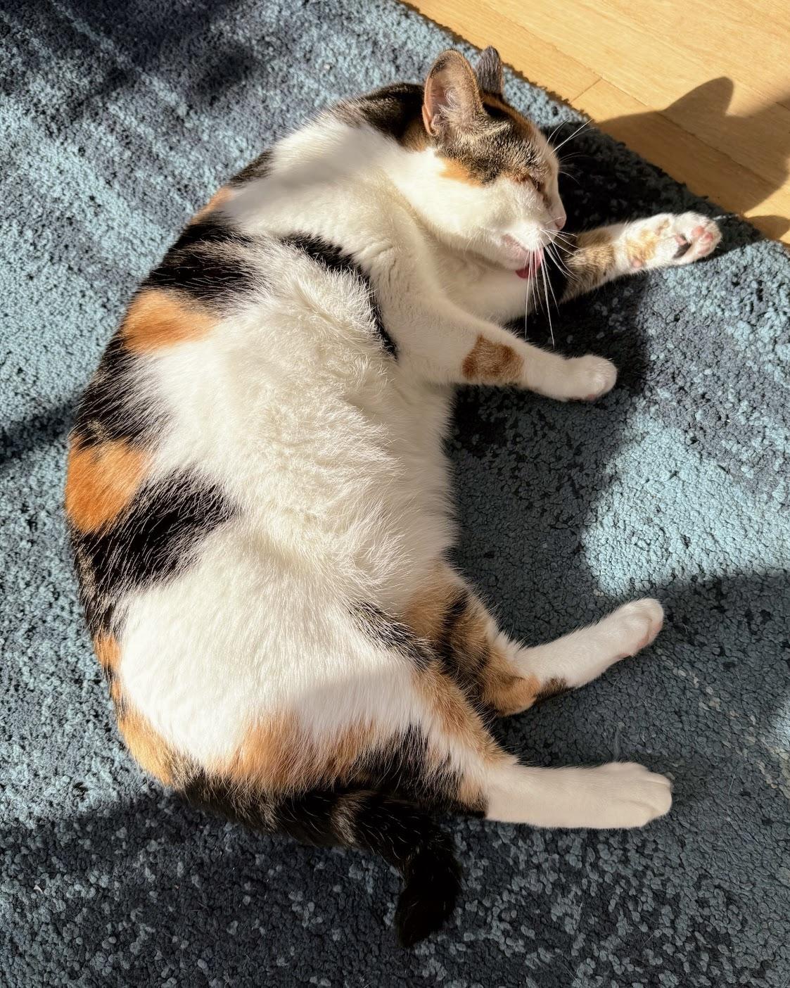 Manuka, a Adopted Domestic Short Hair in San Francisco, CA image 3/6