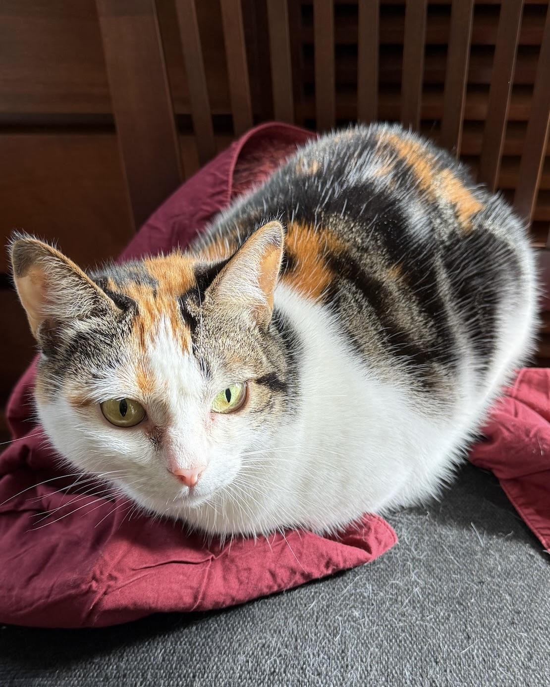 Manuka, a Adopted Domestic Short Hair in San Francisco, CA image 5/6