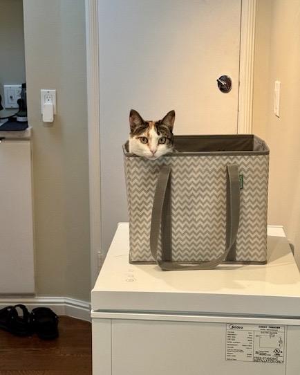 Manuka, a Adopted Domestic Short Hair in San Francisco, CA image 6/6