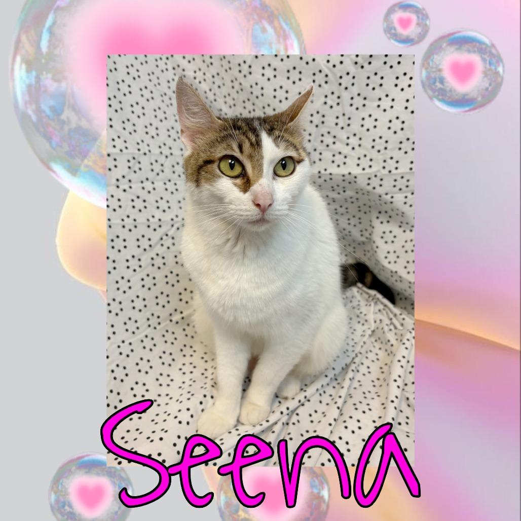 Enlarge Senna, a Adoptable Domestic Medium Hair in Royse City, TX image 1/1