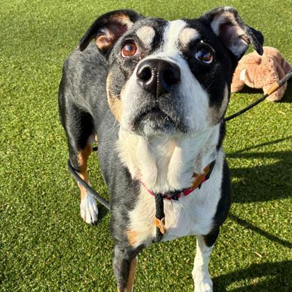 M & M, Adoptable, Adult Female Terrier & Mixed Breed.