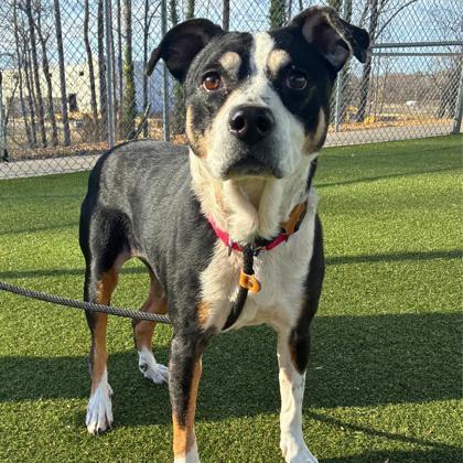 M & M, a Adoptable mixed breed in Gastonia, NC image 5/6