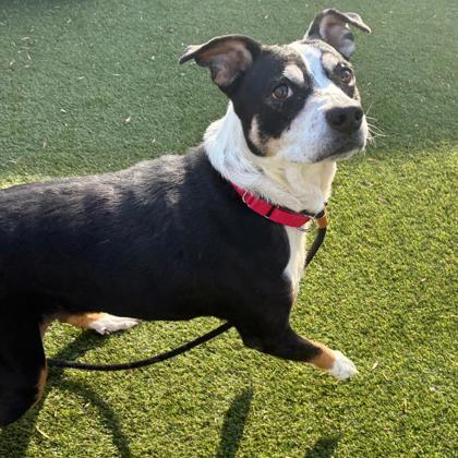 M & M, a Adoptable mixed breed in Gastonia, NC image 6/6