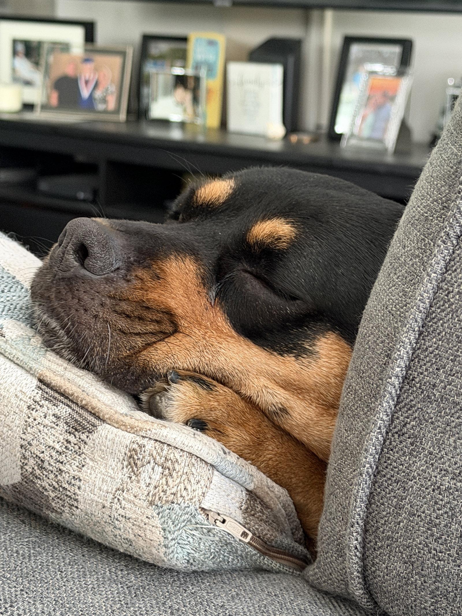 Peaches, Adopted, Adult Female Rottweiler.