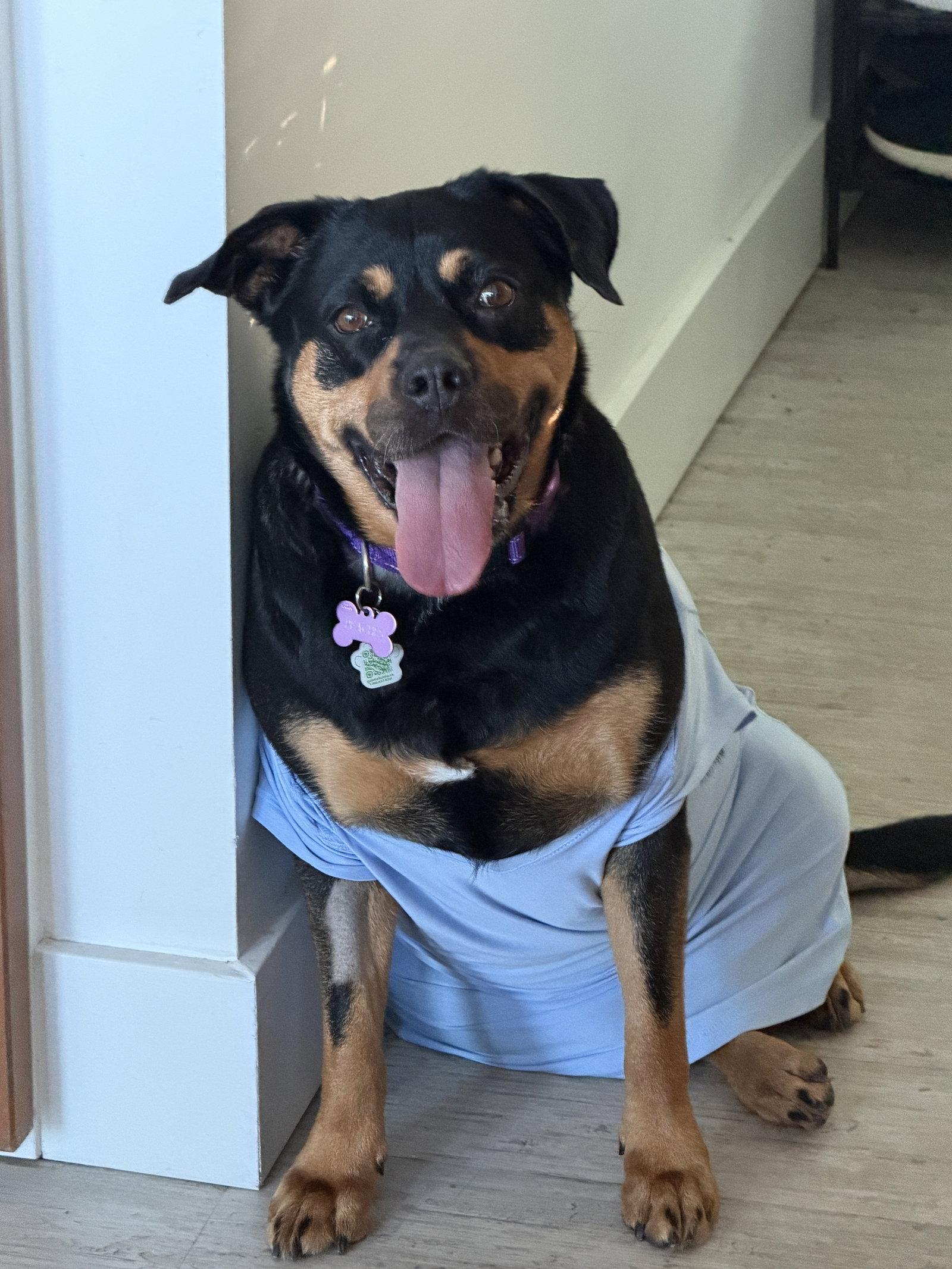 Peaches, a Adopted Rottweiler in Etobicoke, ON image 2/3