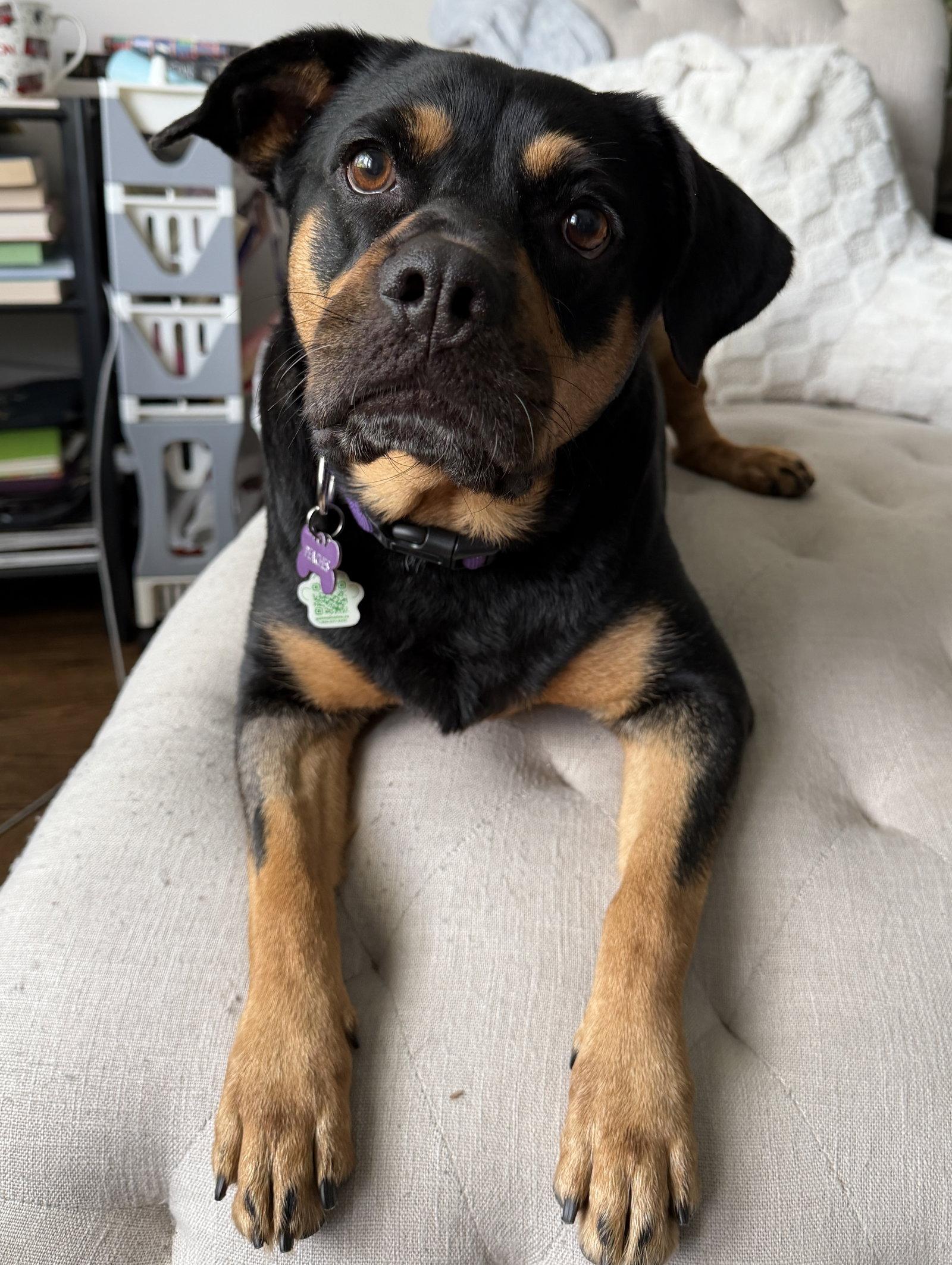 Peaches, a Adopted Rottweiler in Etobicoke, ON image 3/3