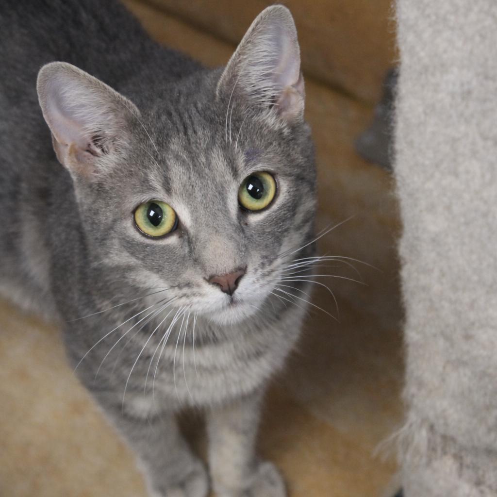 Paul, Adoptable, Young Male Domestic Short Hair.