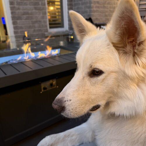 Enlarge Sammy, a Adopted mixed breed in Hawkestone, ON image 1/6