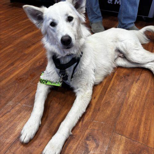 Enlarge Sammy, a Adopted mixed breed in Hawkestone, ON image 2/6