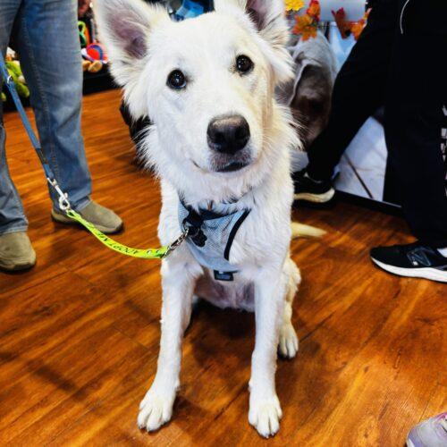Enlarge Sammy, a Adopted mixed breed in Hawkestone, ON image 3/6