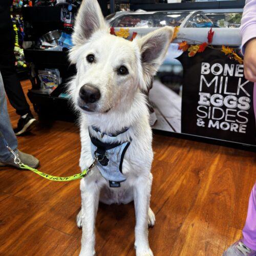 Enlarge Sammy, a Adopted mixed breed in Hawkestone, ON image 4/6
