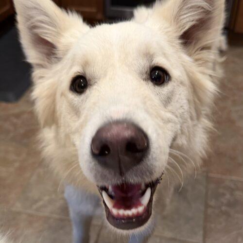 Enlarge Sammy, a Adopted mixed breed in Hawkestone, ON image 5/6