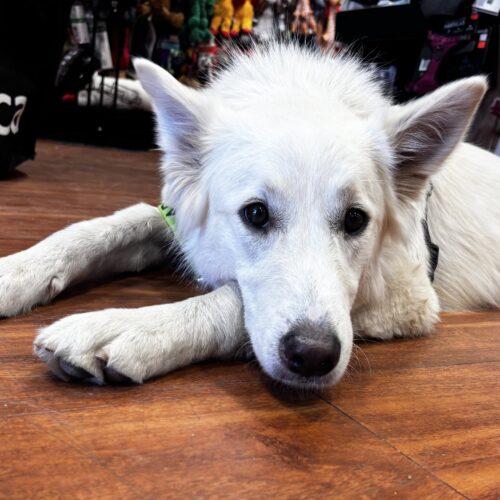 Enlarge Sammy, a Adopted mixed breed in Hawkestone, ON image 6/6