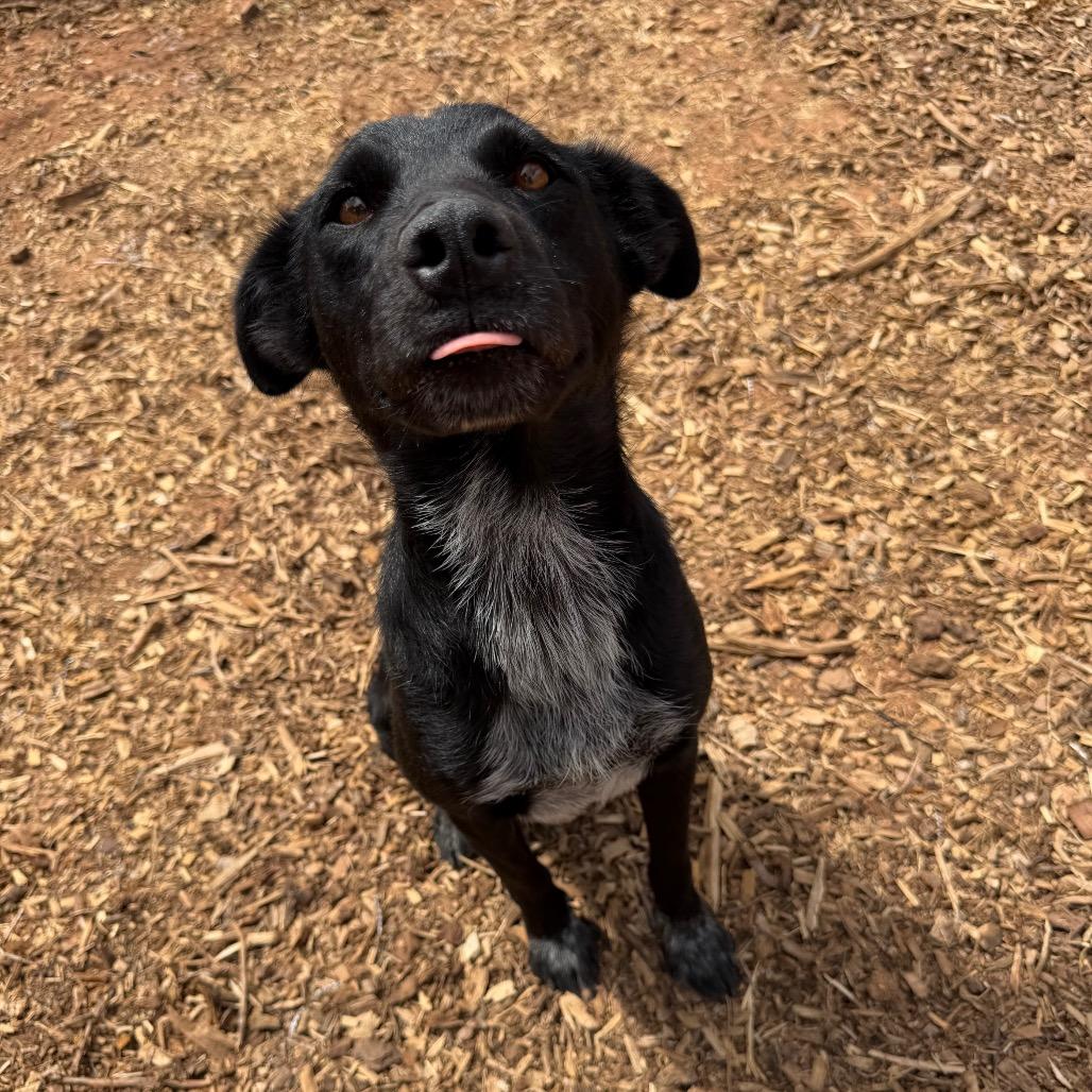 Enlarge Mascara, a Adoptable Mixed Breed in Moab, UT image 1/6