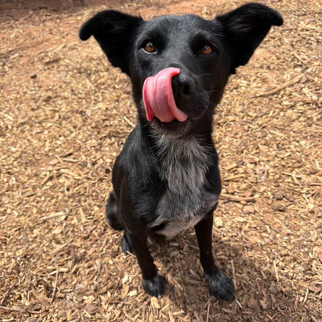 Enlarge Mascara, a Adoptable Mixed Breed in Moab, UT image 2/6
