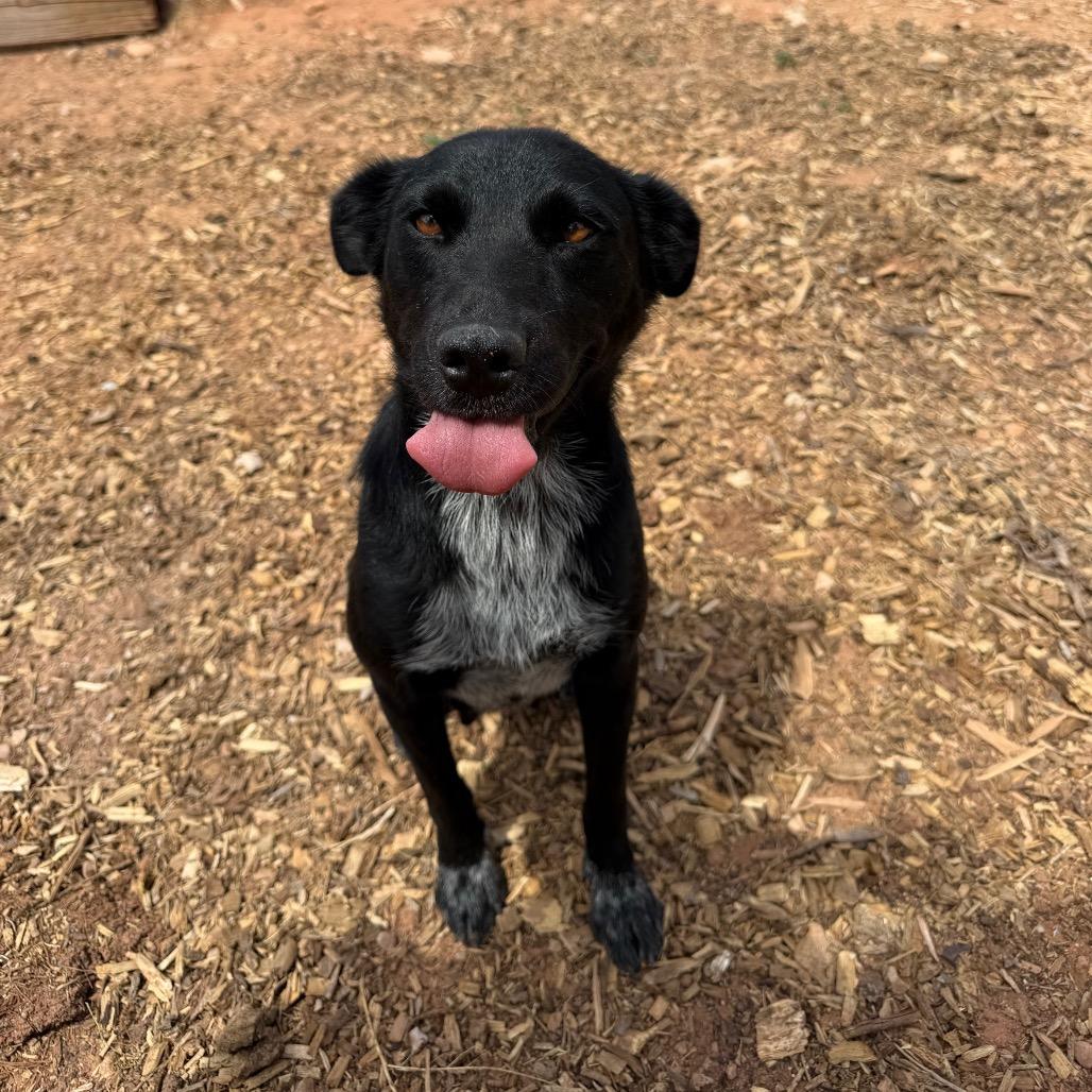 Enlarge Mascara, a Adoptable Mixed Breed in Moab, UT image 3/6