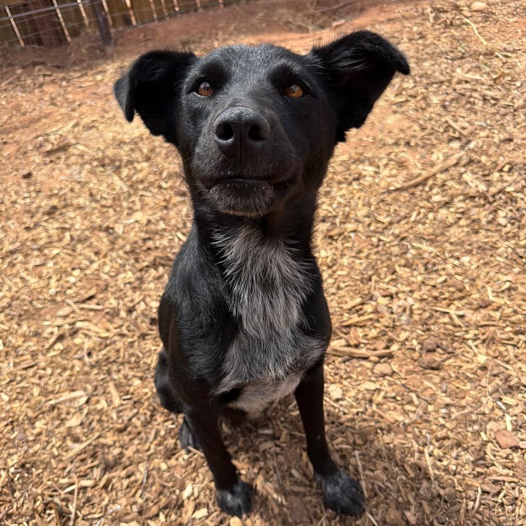 Enlarge Mascara, a Adoptable Mixed Breed in Moab, UT image 4/6