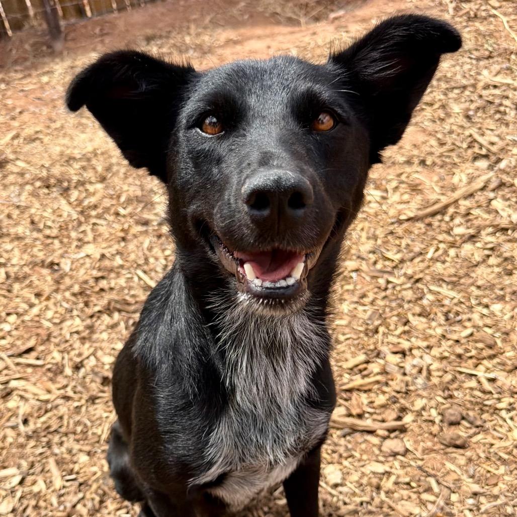 Enlarge Mascara, a Adoptable Mixed Breed in Moab, UT image 5/6