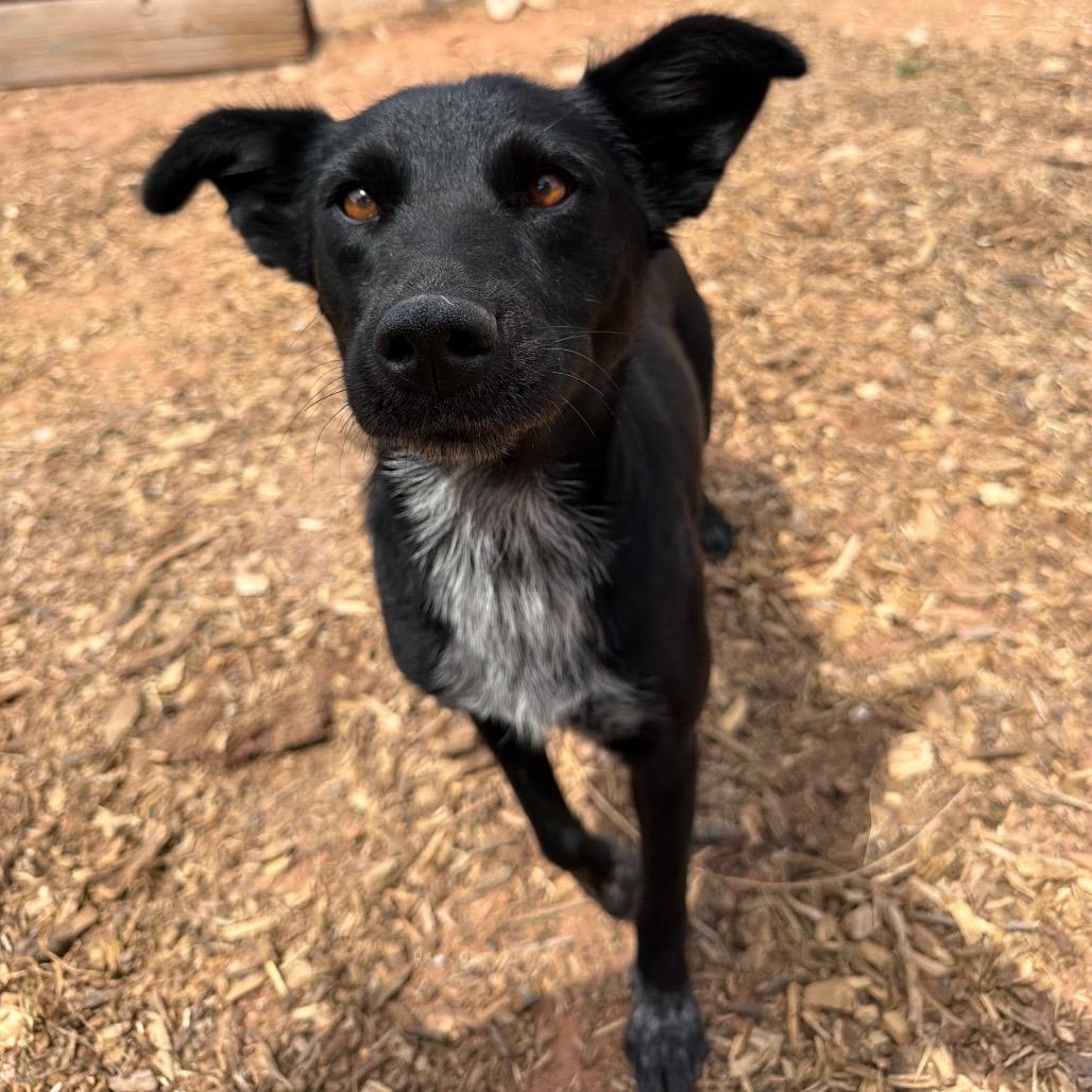 Enlarge Mascara, a Adoptable Mixed Breed in Moab, UT image 6/6