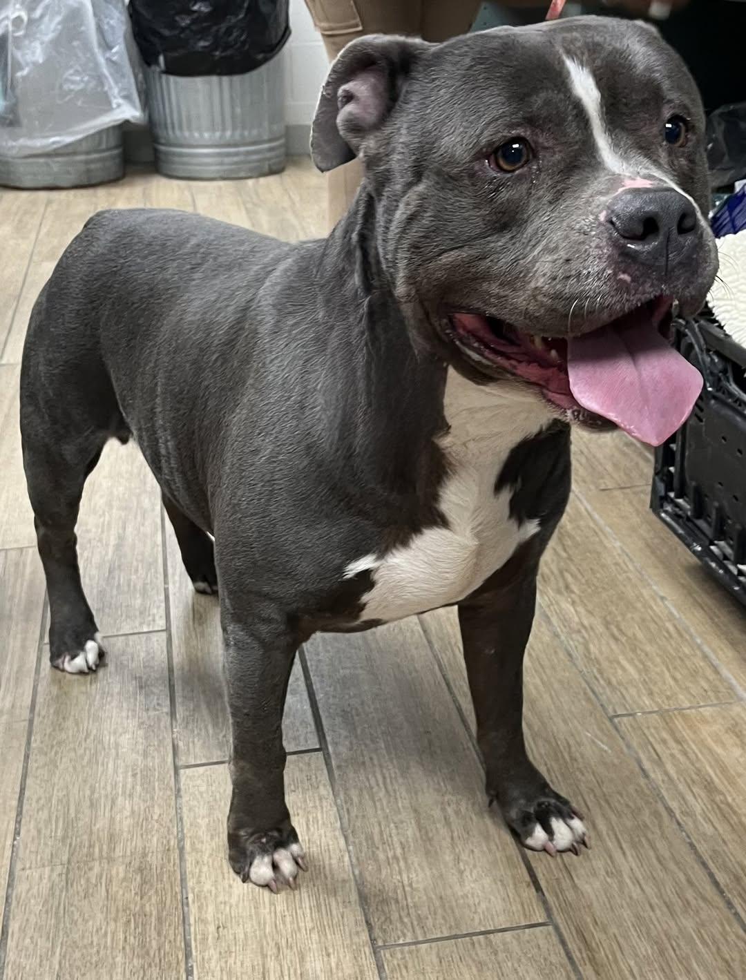 Enlarge Silverback, a Adopted American Bulldog in Rowlett, TX image 1/1