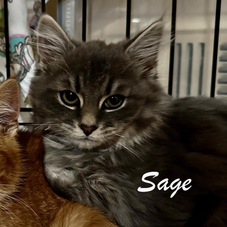 Enlarge Sage (M), an adopted mixed breed in East Brunswick, NJ image 1/1
