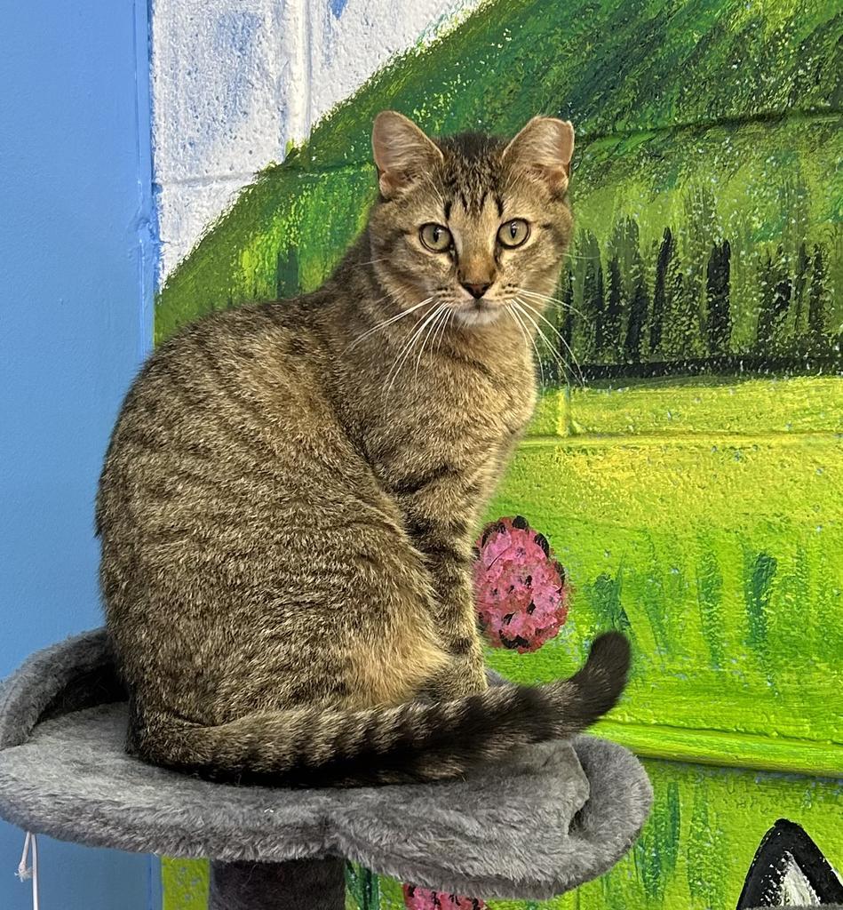 Benjamin Button, Adoptable, Adult Male Domestic Short Hair.