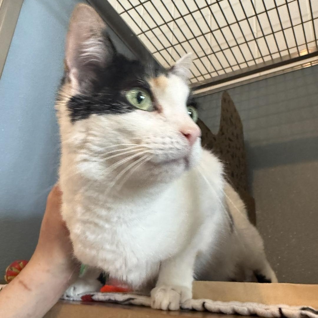 Enlarge Angel, an adopted Domestic Short Hair in Renfrew, PA image 3/4