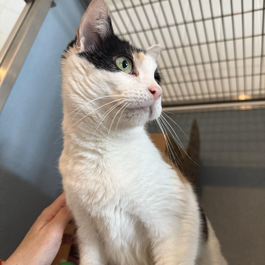 Angel, adopted, Young Female Domestic Short Hair.