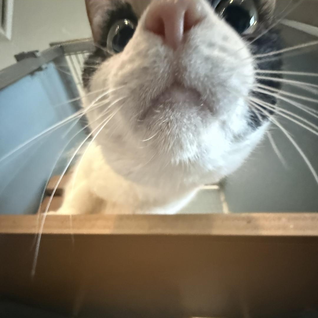 Enlarge Angel, an adopted Domestic Short Hair in Renfrew, PA image 2/4