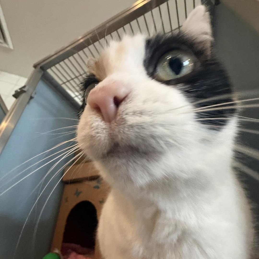 Enlarge Angel, an adopted Domestic Short Hair in Renfrew, PA image 4/4