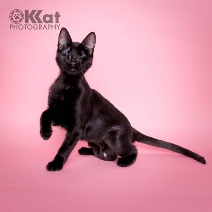 Enlarge Poppyseed 50960, a ADOPTABLE Domestic Short Hair in Oklahoma City, OK image 1/3