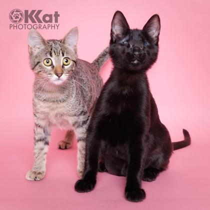 Enlarge Poppyseed 50960, a ADOPTABLE Domestic Short Hair in Oklahoma City, OK image 3/3
