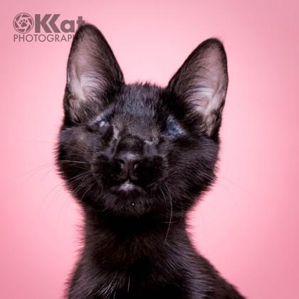 Enlarge Poppyseed 50960, a ADOPTABLE Domestic Short Hair in Oklahoma City, OK image 2/3