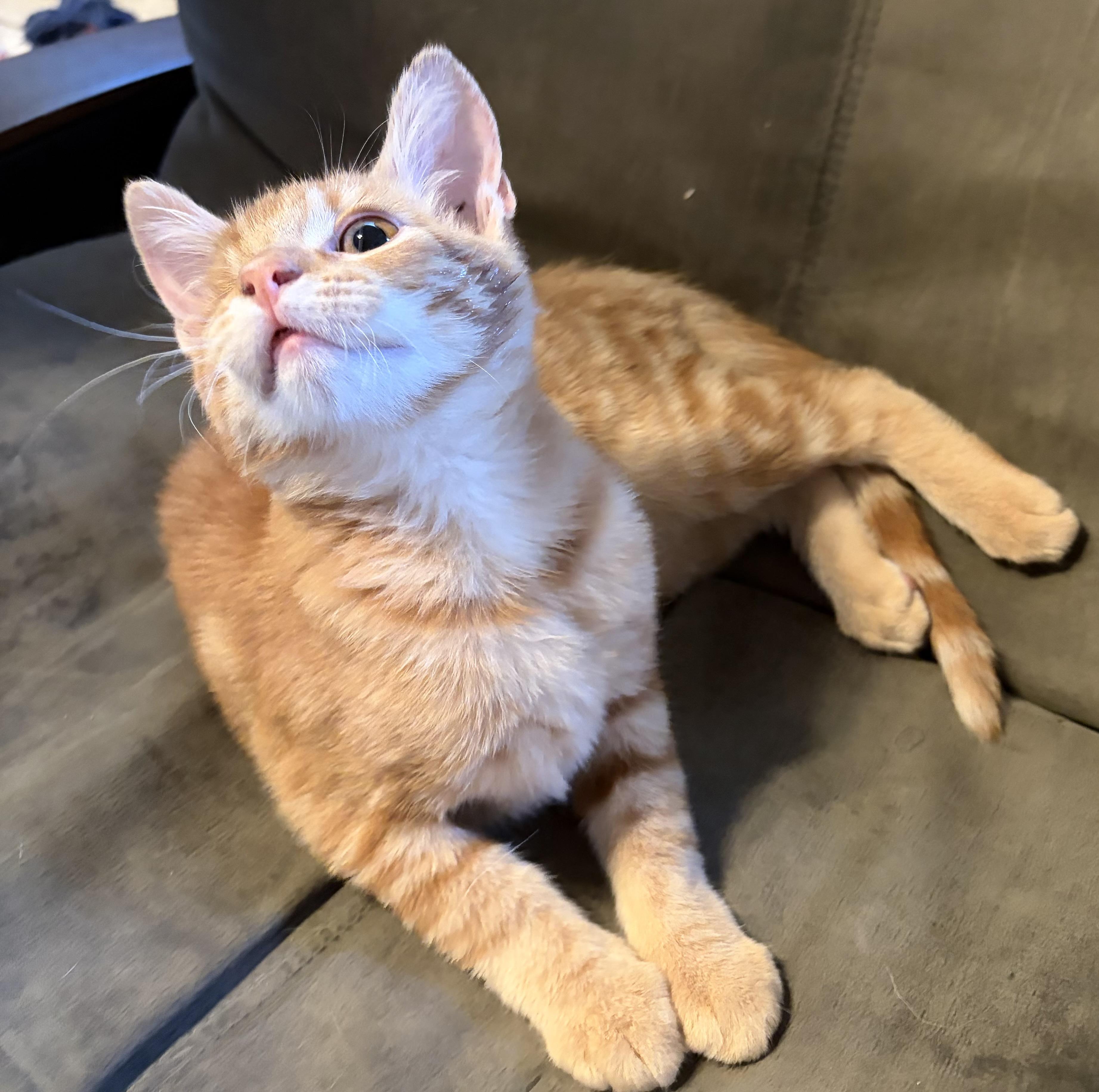Enlarge Penny, a Adoptable Domestic Short Hair in Penryn, CA image 2/4