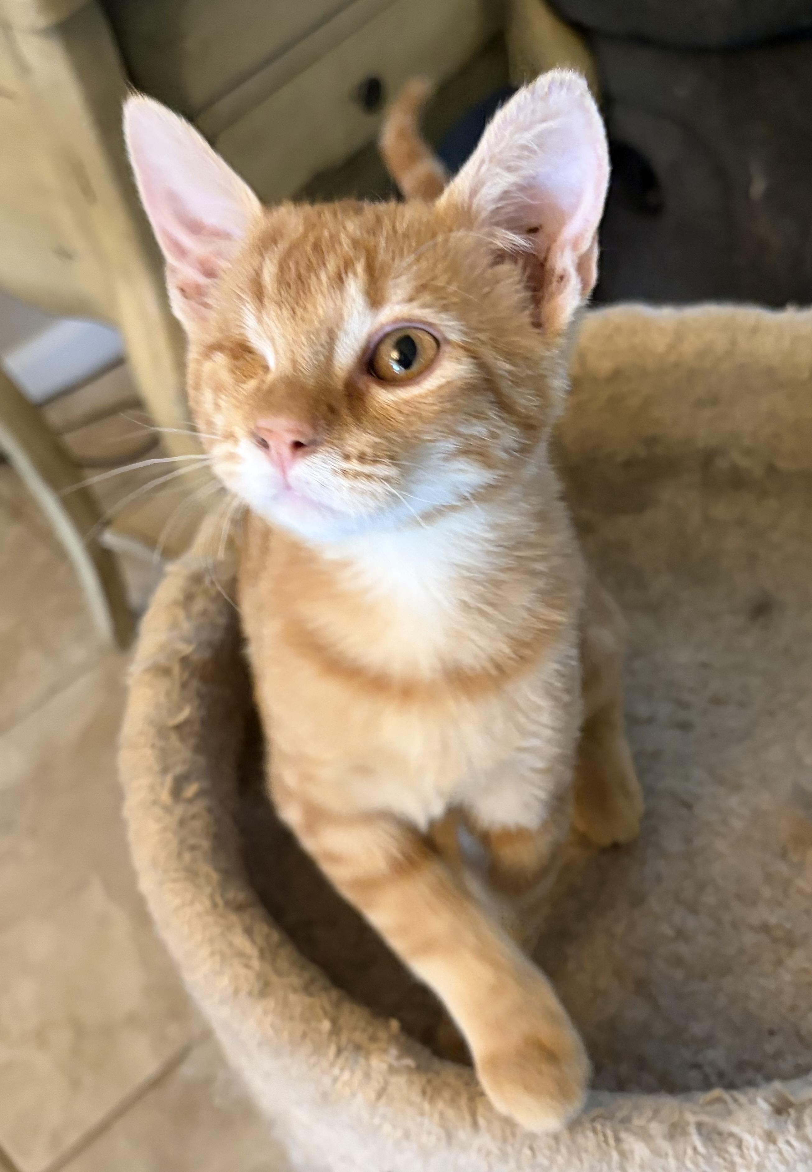 Enlarge Penny, a Adoptable Domestic Short Hair in Penryn, CA image 1/4