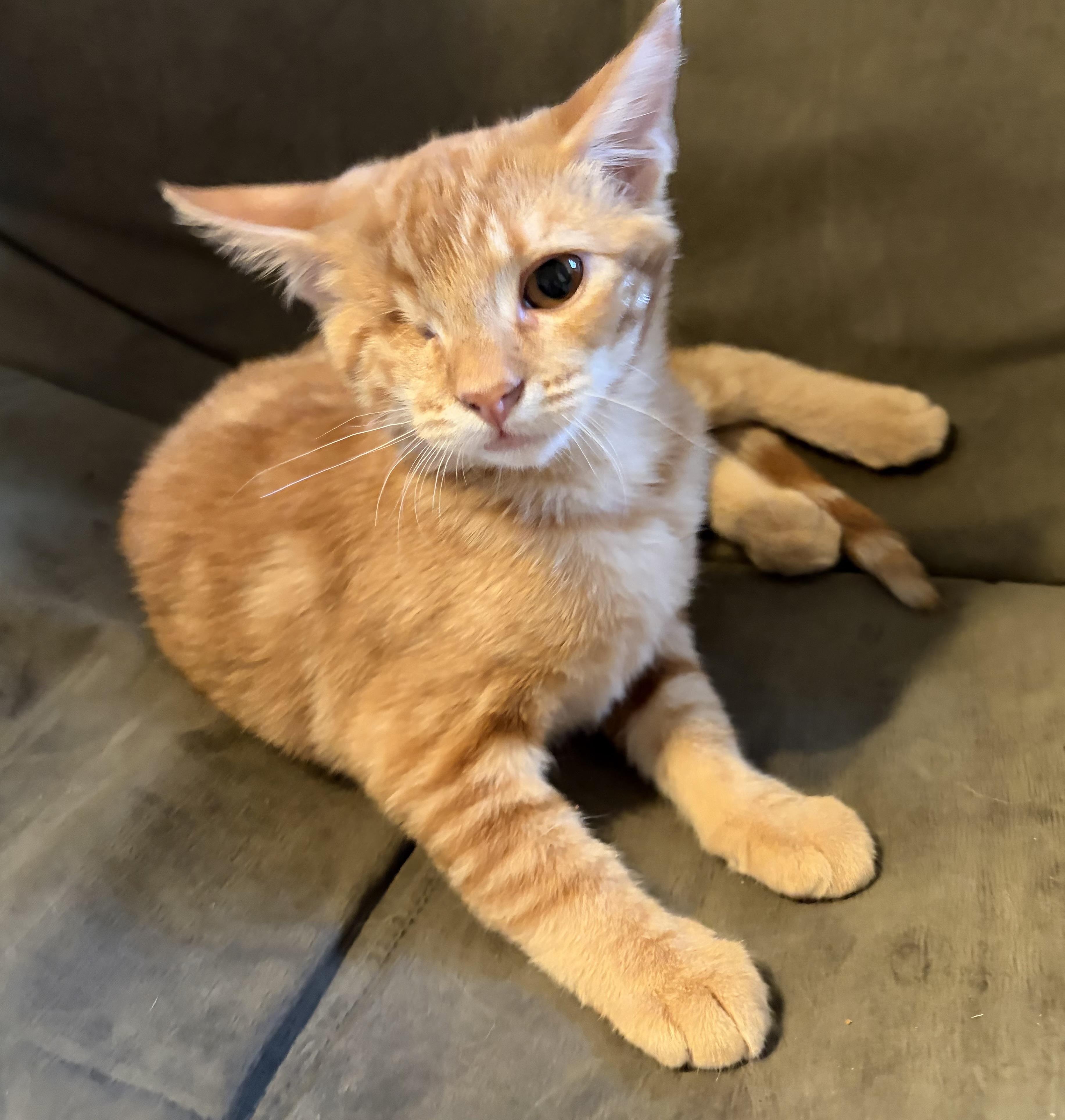 Enlarge Penny, a Adoptable Domestic Short Hair in Penryn, CA image 3/4