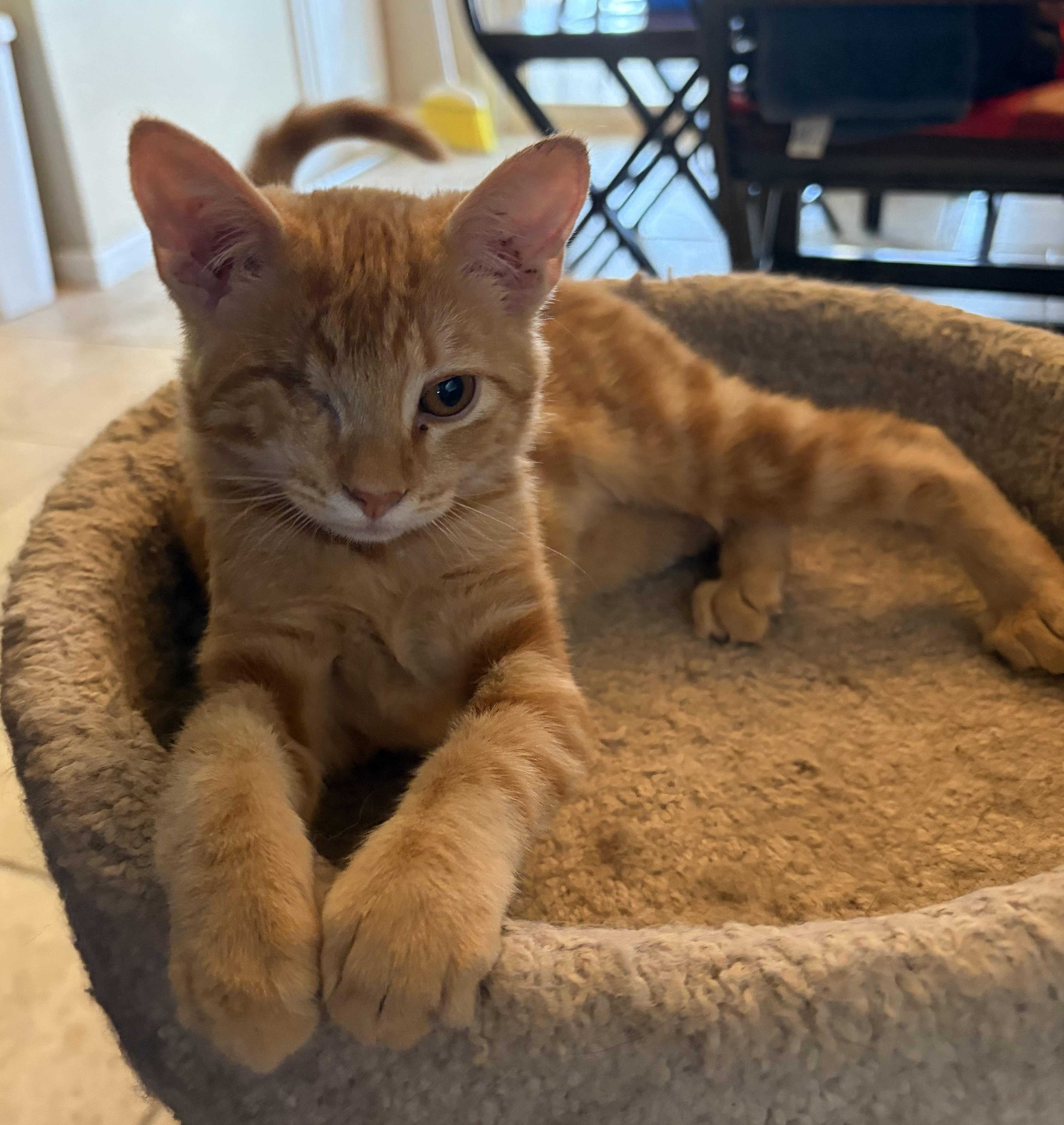 Enlarge Penny, a Adoptable Domestic Short Hair in Penryn, CA image 4/4